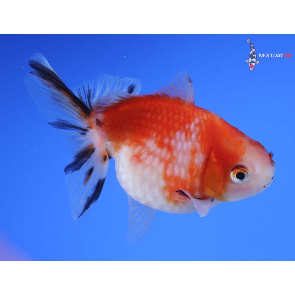 3.5” Imported Calico Pearlscale
