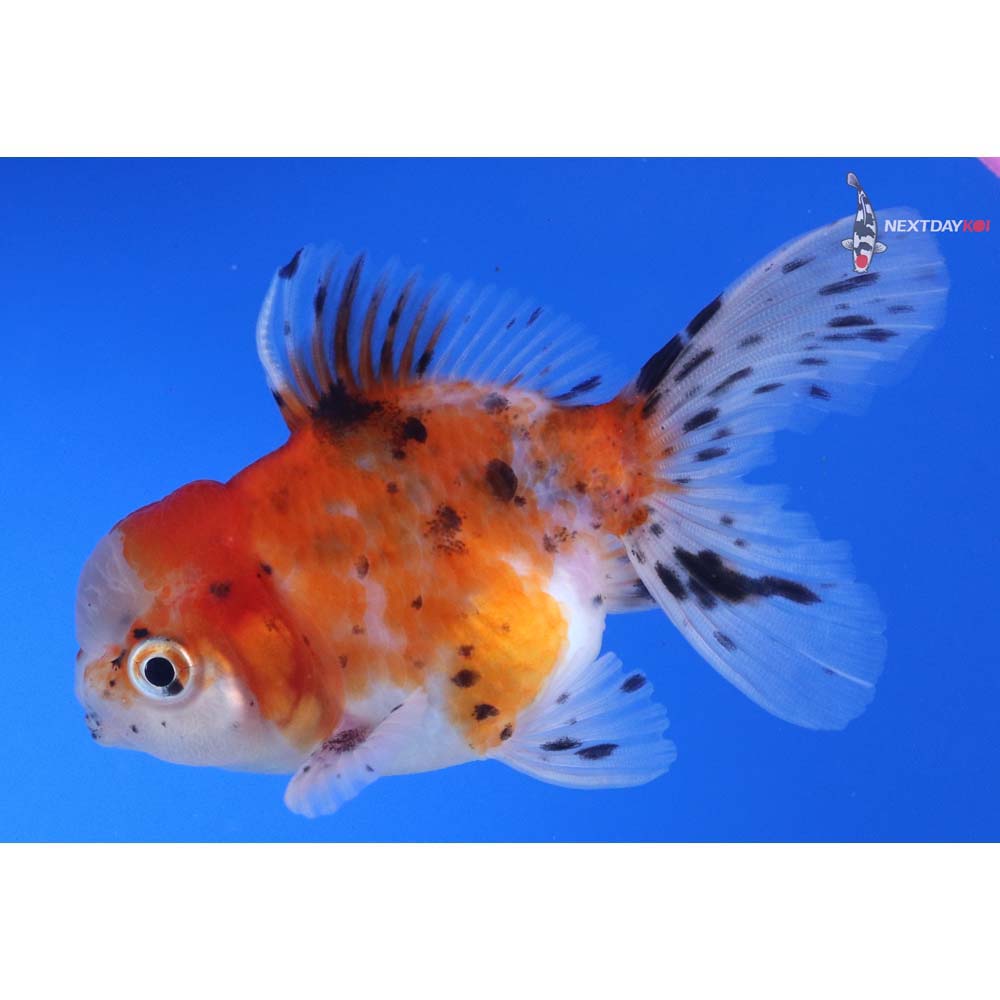 3.5” Imported Calico Oranda
