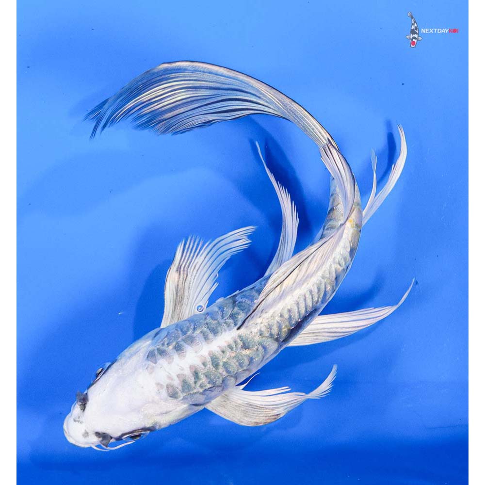 8.5” Imported Kin Kikokuryu Butterfly Koi