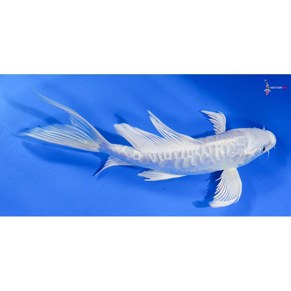8” Imported Armor Scaled Platinum Ogon Butterfly Koi