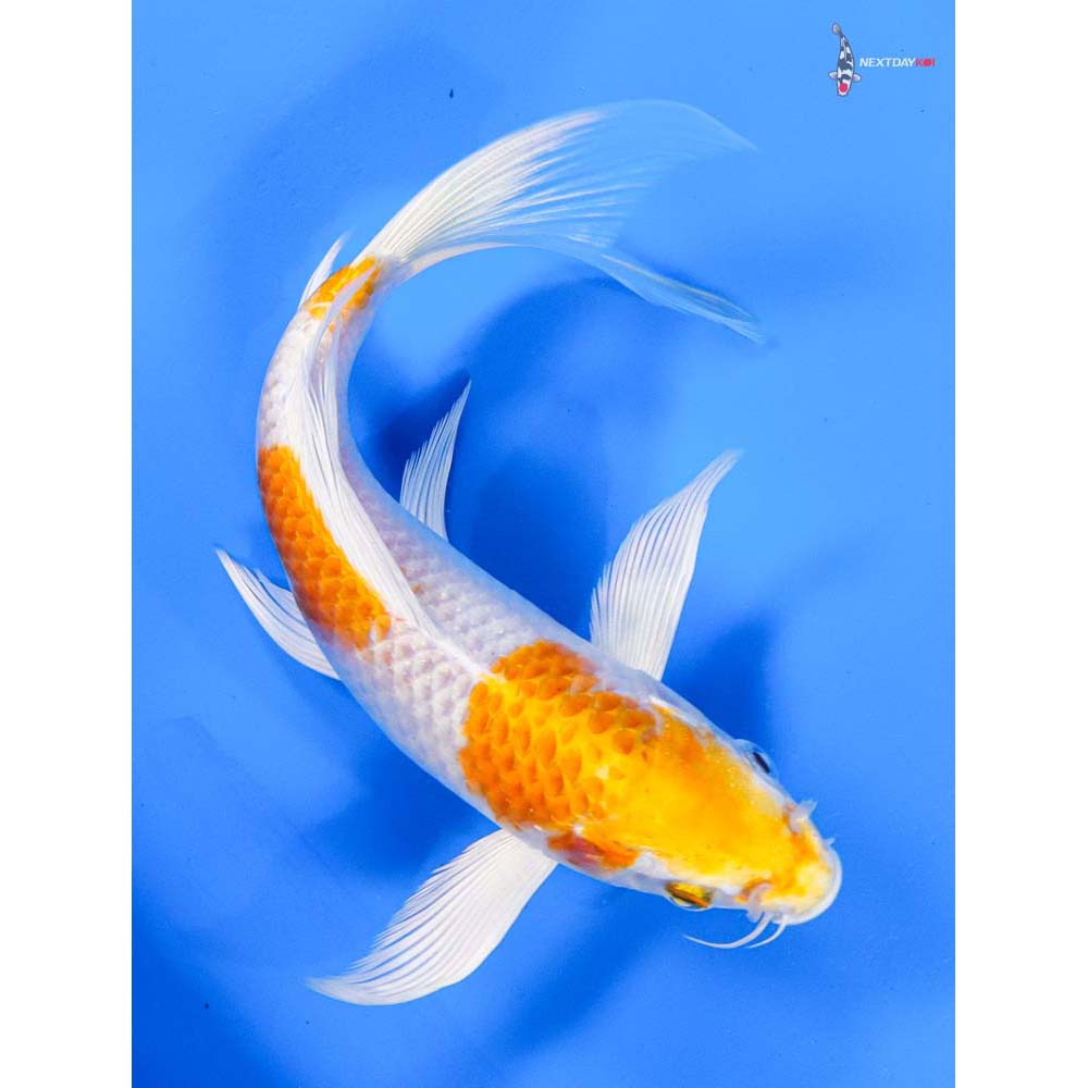 7” Imported Hariwake Butterfly Koi