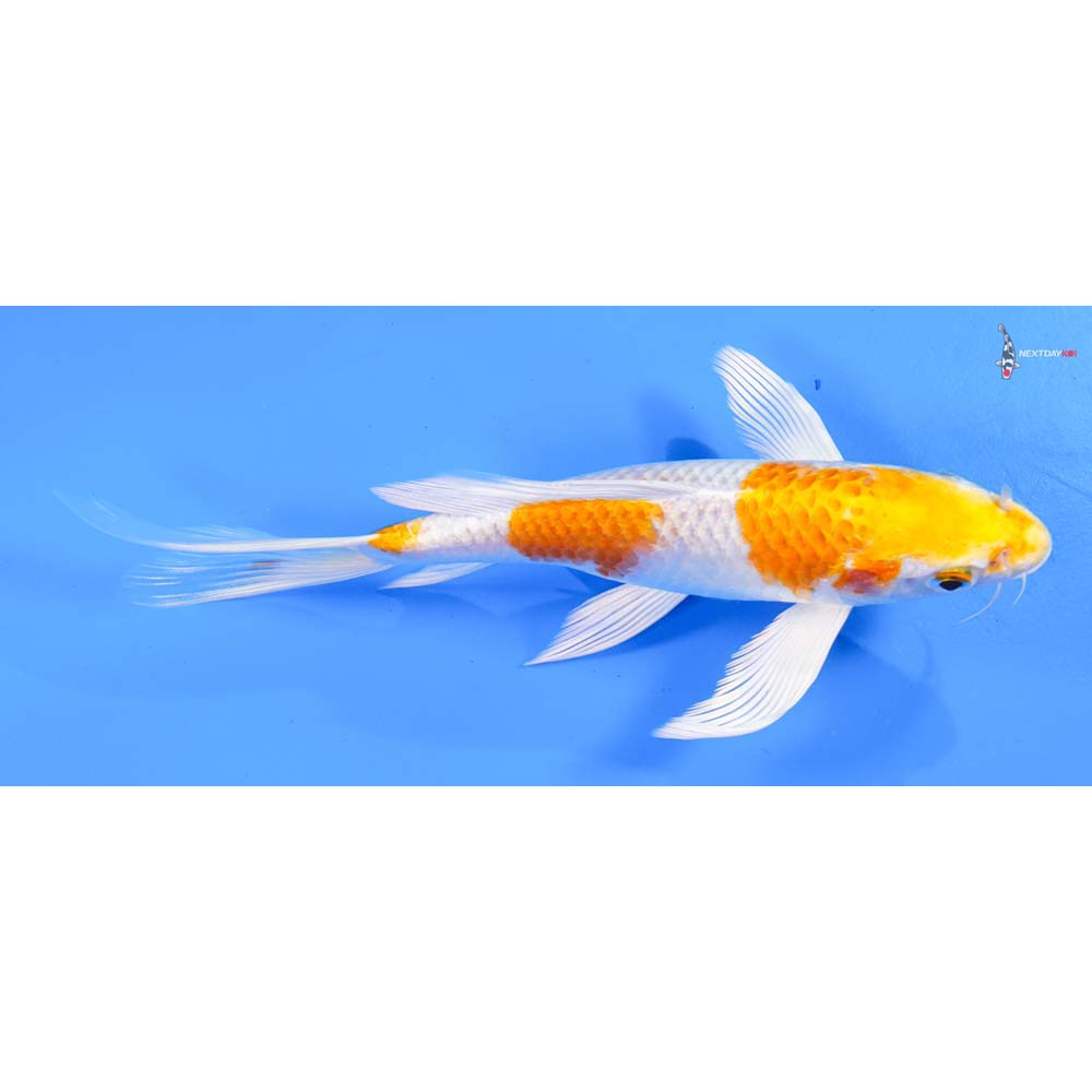 7” Imported Hariwake Butterfly Koi