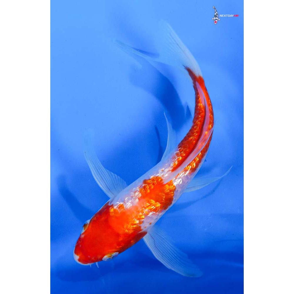 7” Imported Gin Rin Kohaku Butterfly Koi