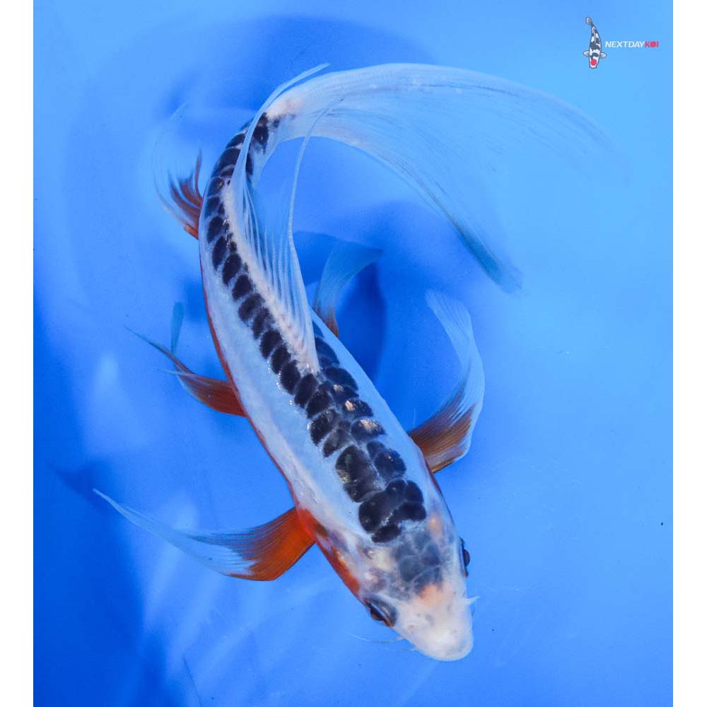 8” Imported Shusui Butterfly Koi