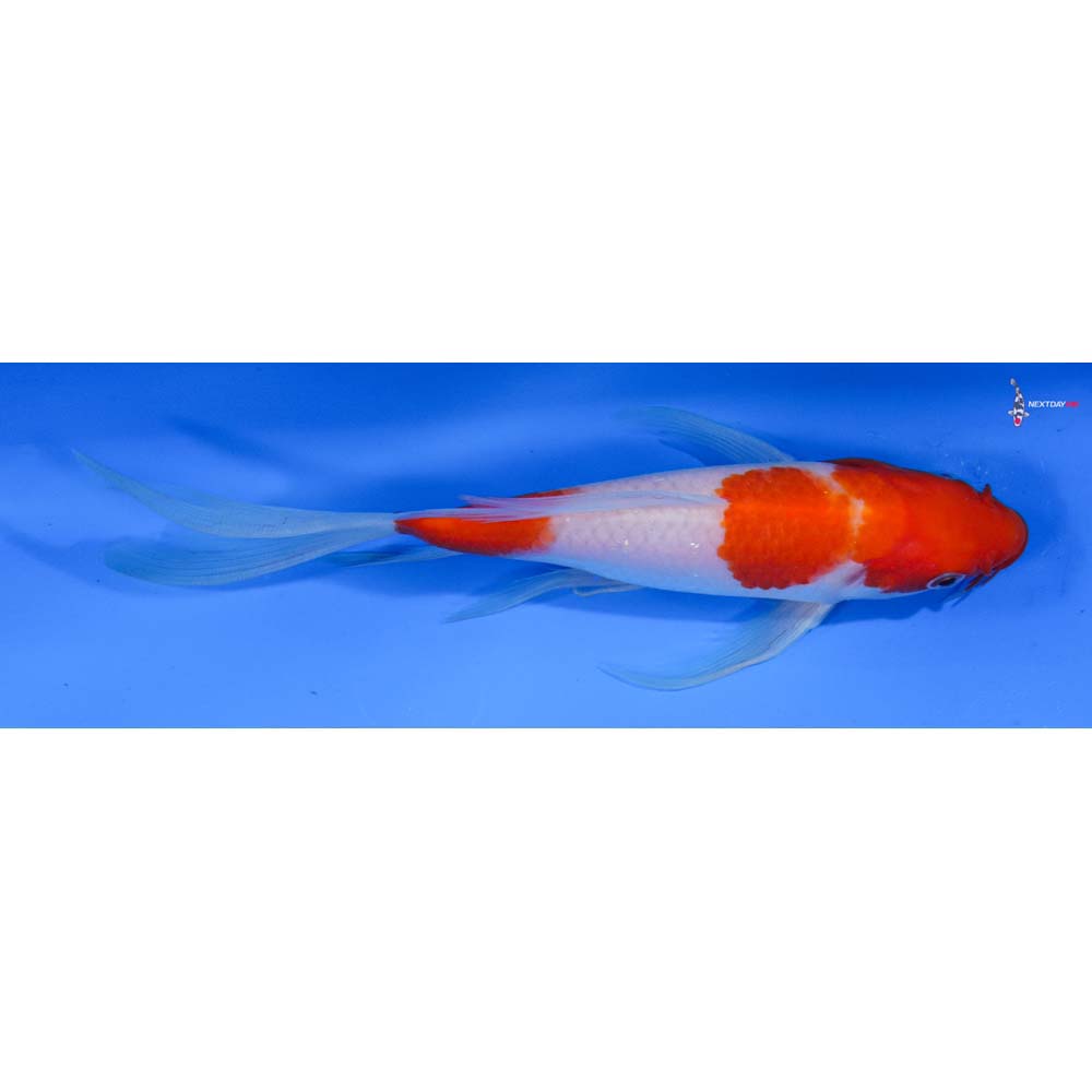 7.5” Imported Kohaku Butterfly Koi