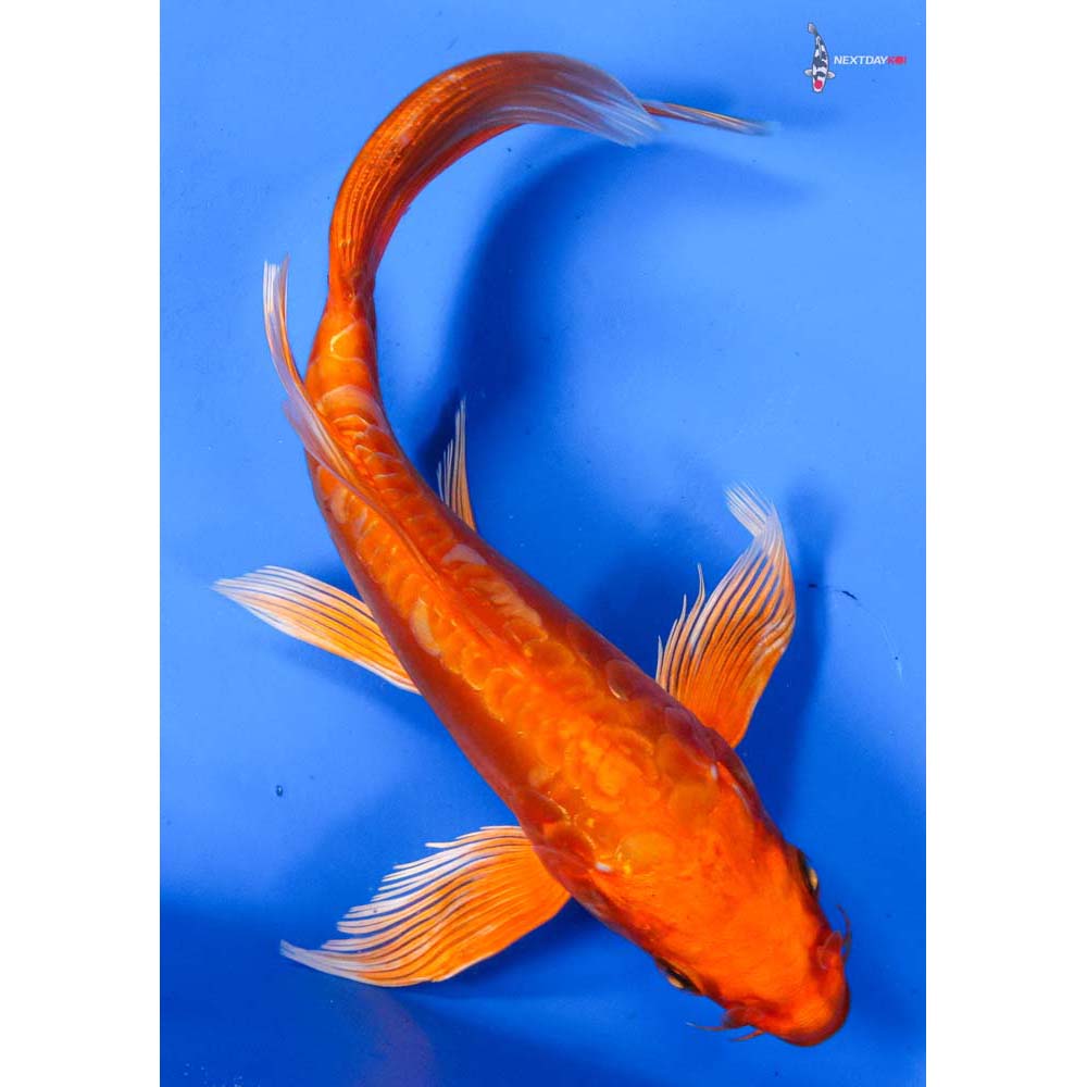 7” Imported Doitsu Orenji Ogon Butterfly Koi