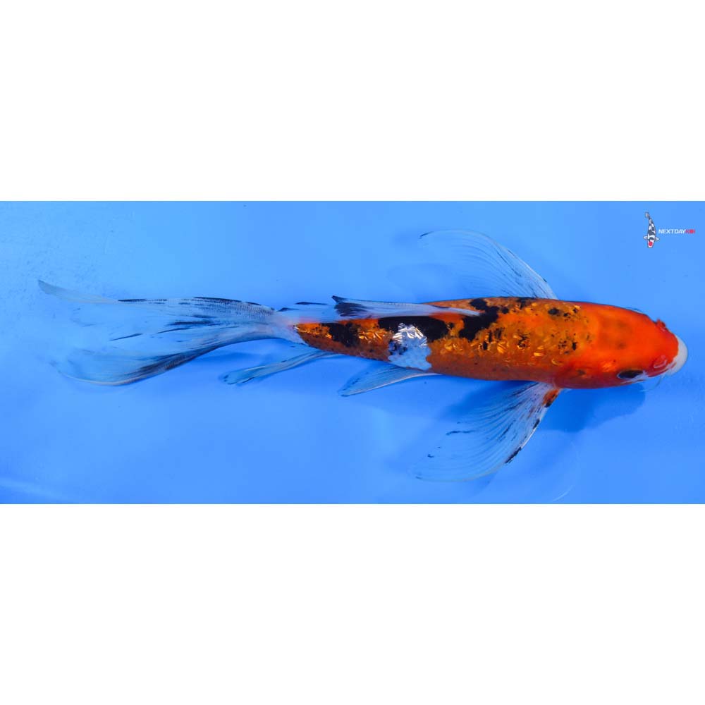 8.5” Imported Gin Rin Sanke Butterfly Koi