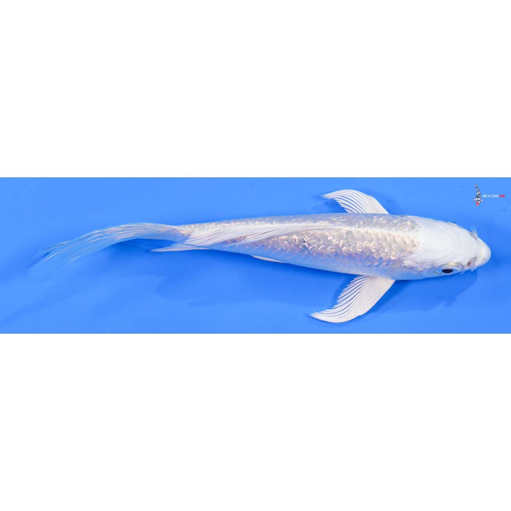4.5” Imported Gin Rin Platinum Ogon Butterfly Koi