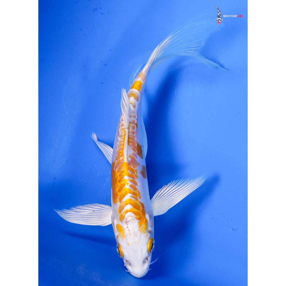 5” Imported Kikusui Butterfly Koi