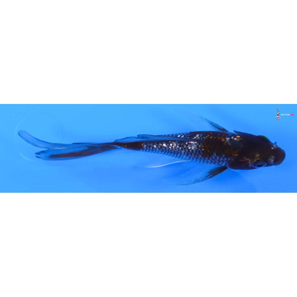 5” Imported Gin Rin Ochiba Shigure Butterfly Koi