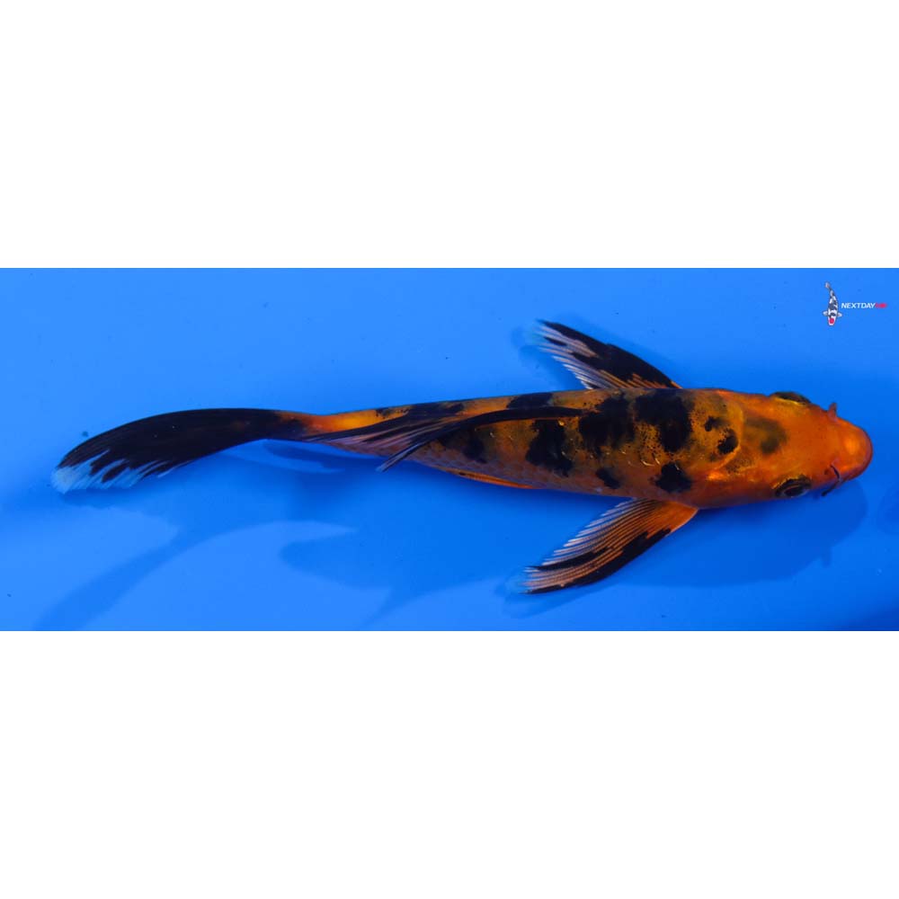5” Imported Kin Aka Bekko Butterfly Koi