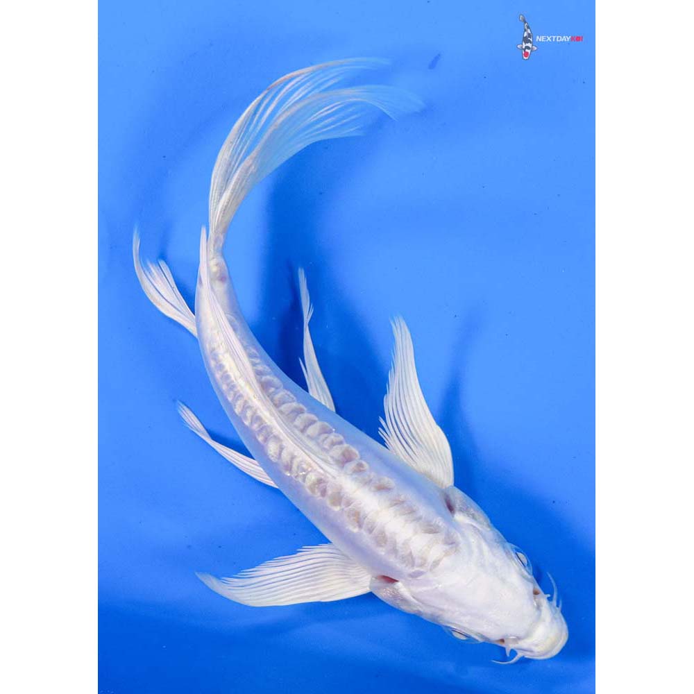 5” Imported Doitsu Platinum Ogon Butterfly Koi
