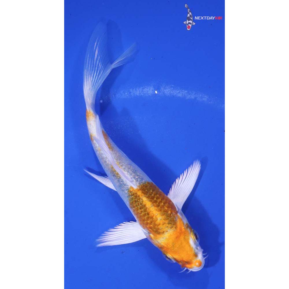 4” Imported Hariwake Butterfly Koi