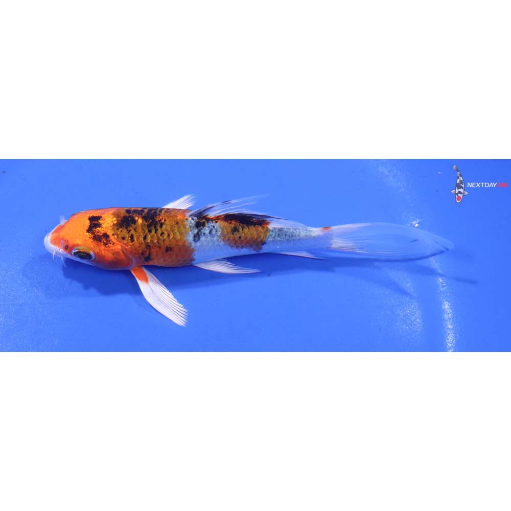 4.5” Imported Yamato Nishiki Butterfly Koi
