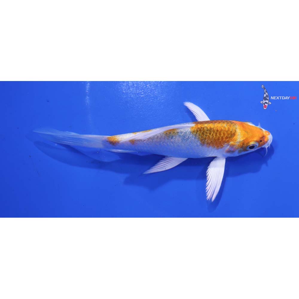 4” Imported Hariwake Butterfly Koi