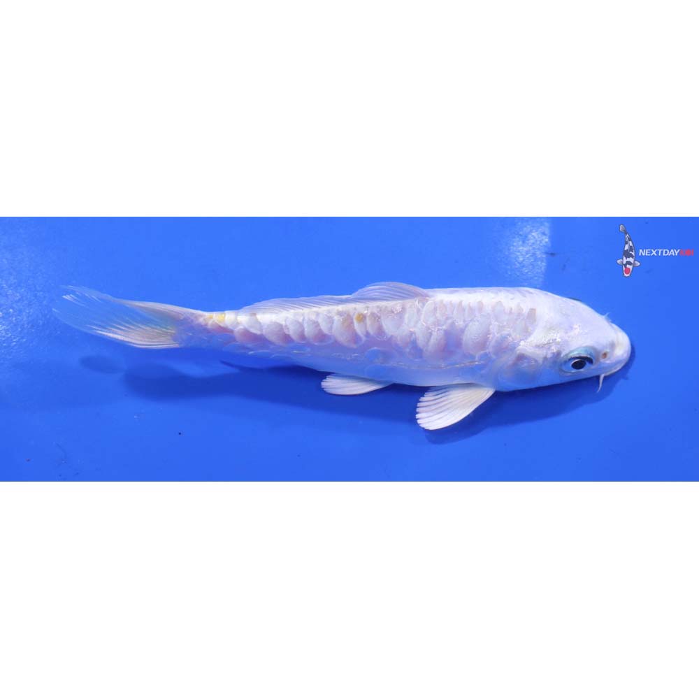 5” Imported Doitsu Lemon Hariwake