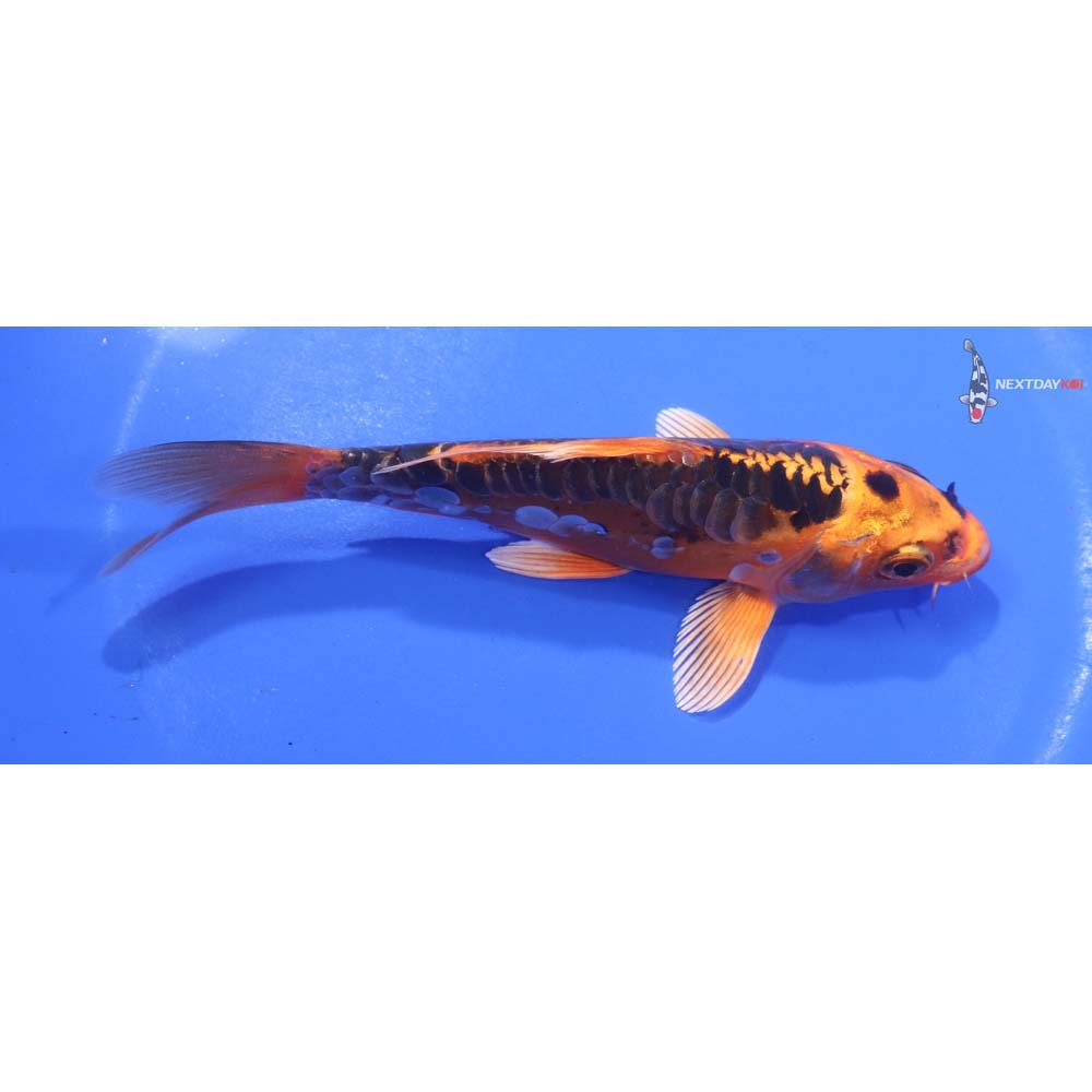 5” Imported Doitsu Orenji Matsuba