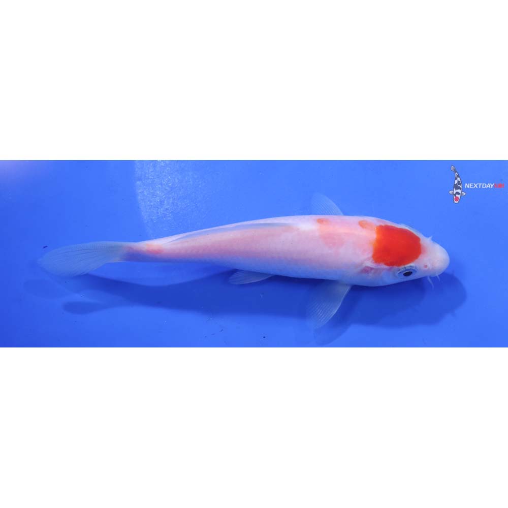 5” Imported Kohaku