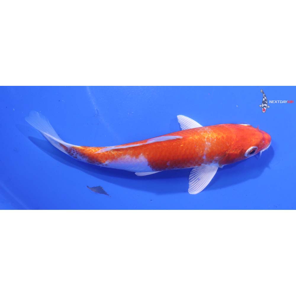 5.5” Imported Hariwake