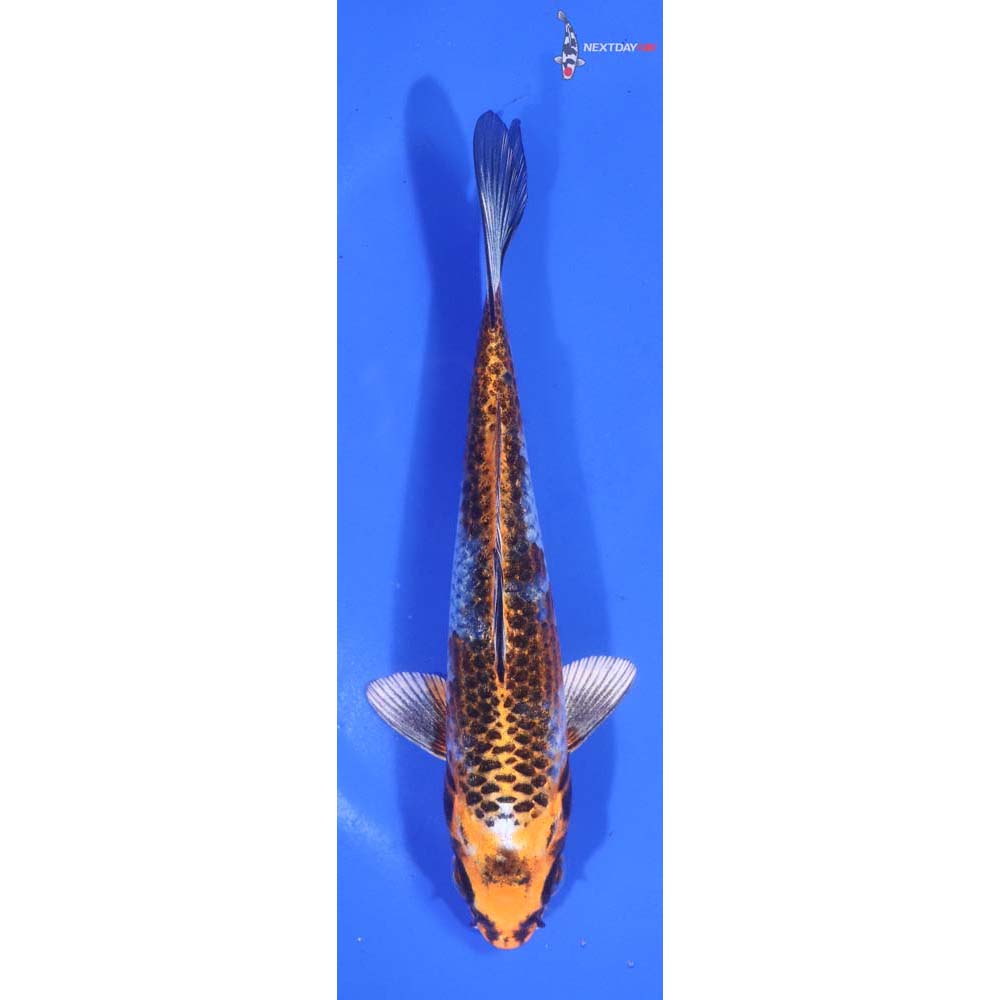 5.5” Imported Kujaku