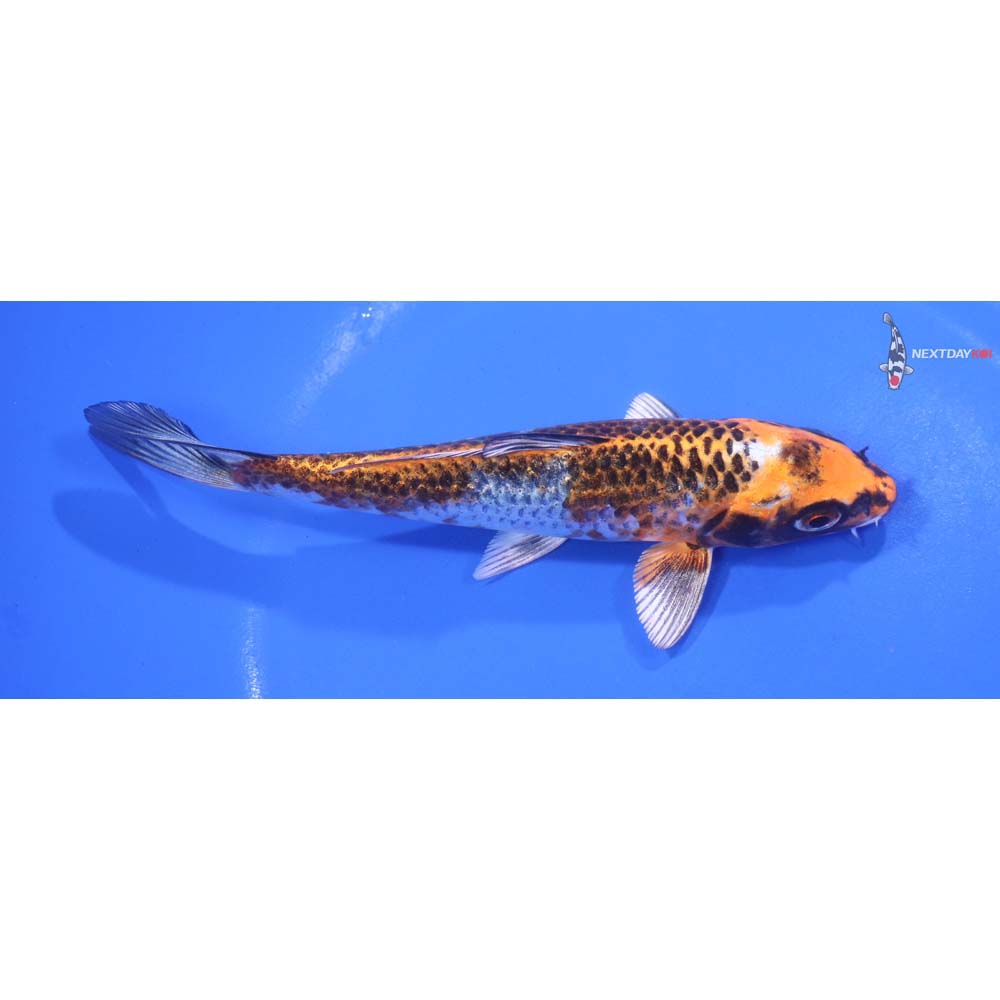 5.5” Imported Kujaku