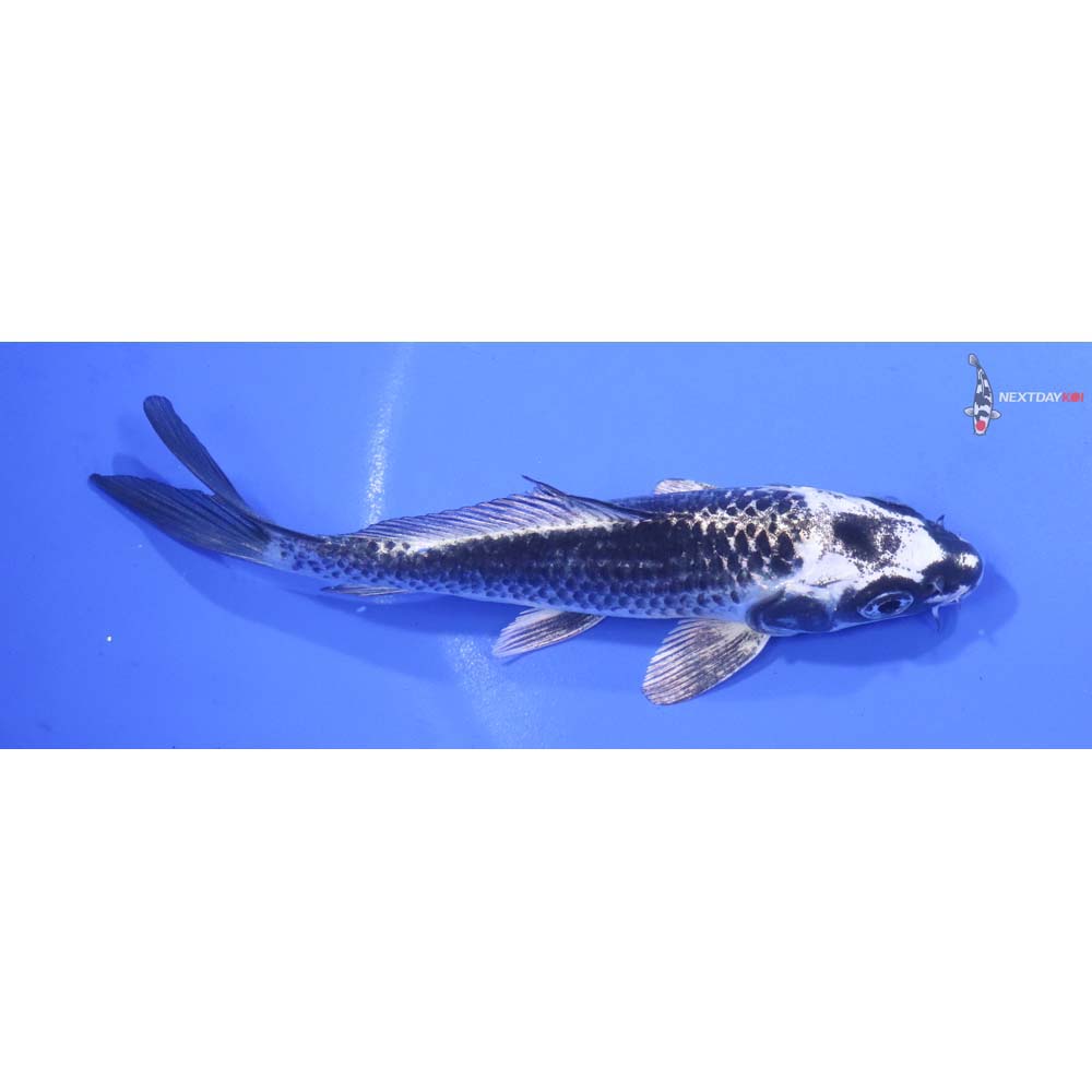 5.5” Imported Gin Matsuba
