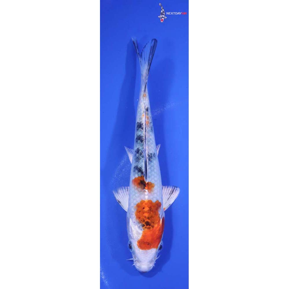 5.5” Imported Yamato Nishiki