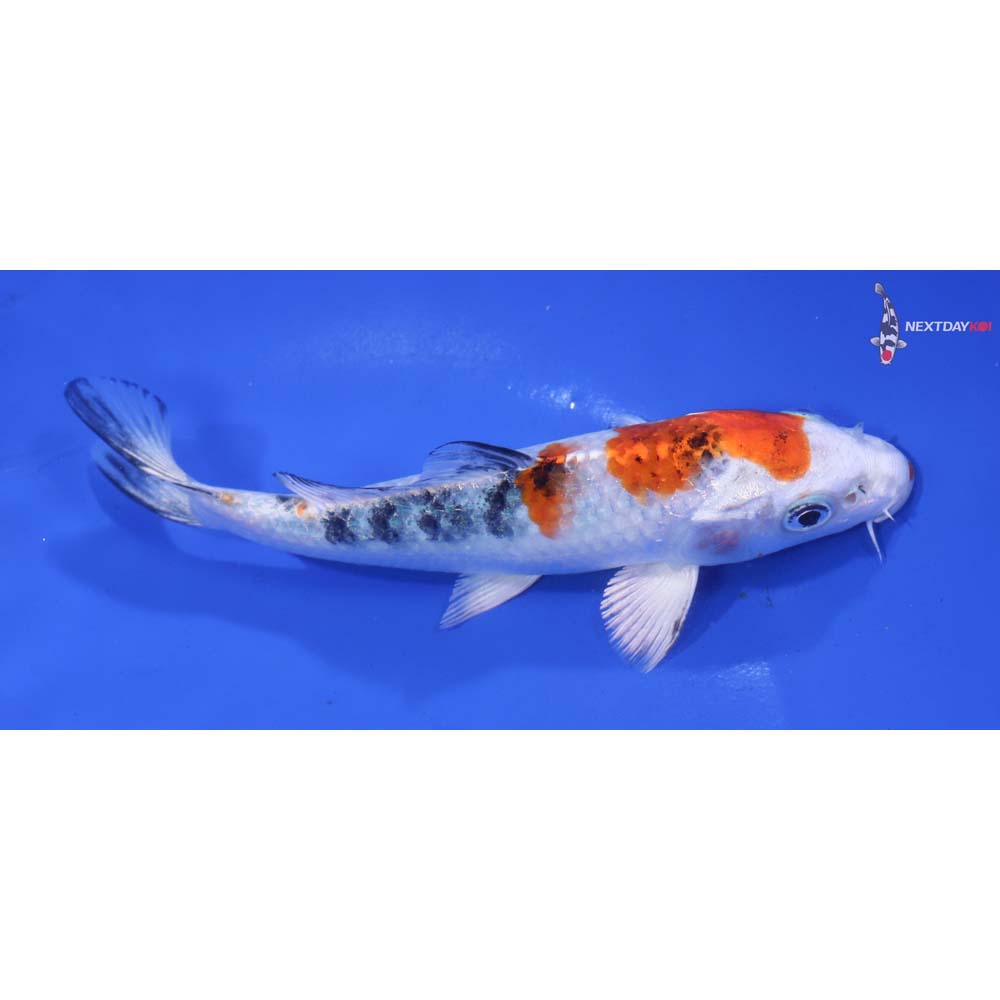 5.5” Imported Yamato Nishiki