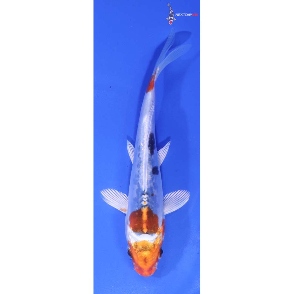 6” Imported Heisei Nishiki