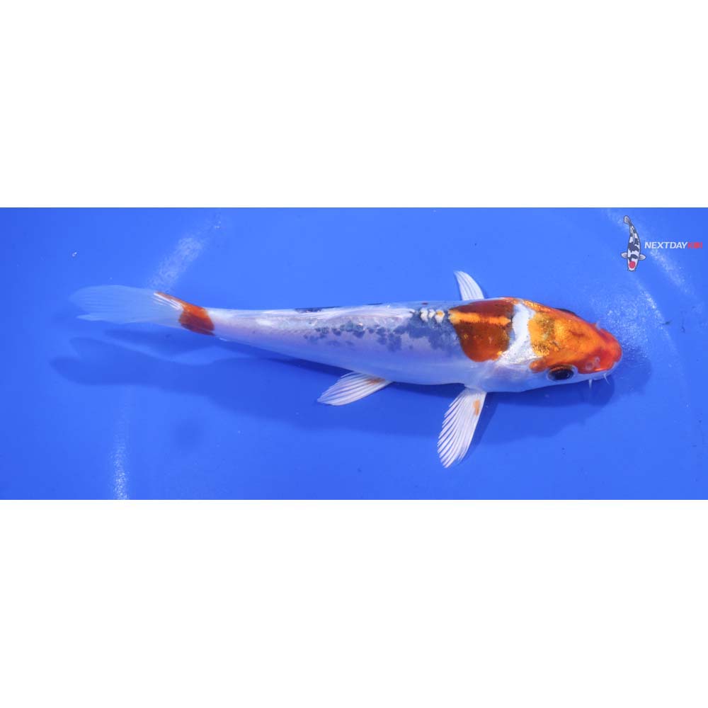6” Imported Heisei Nishiki