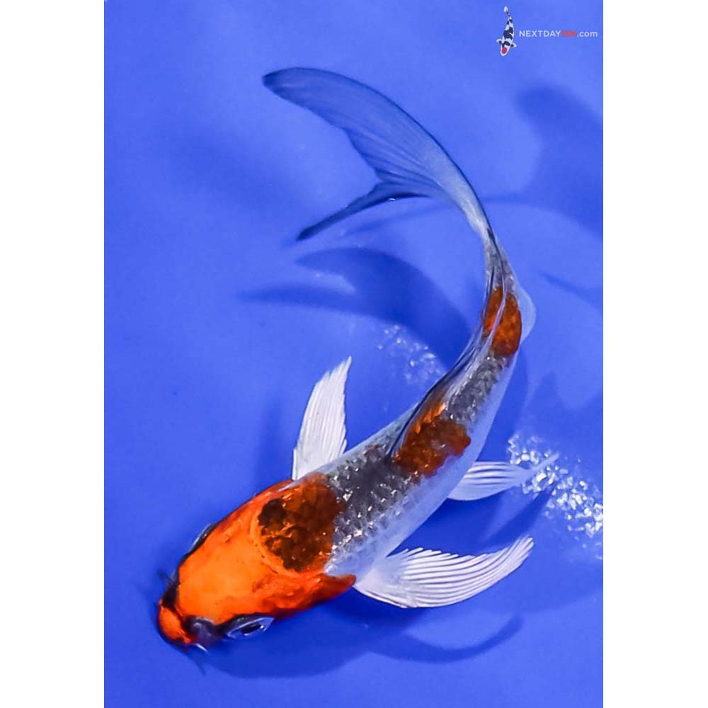 3.5” Imported Kujaku Butterfly Koi