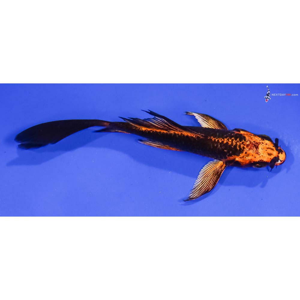 4.5” Imported Orenji Matsuba Butterfly Koi