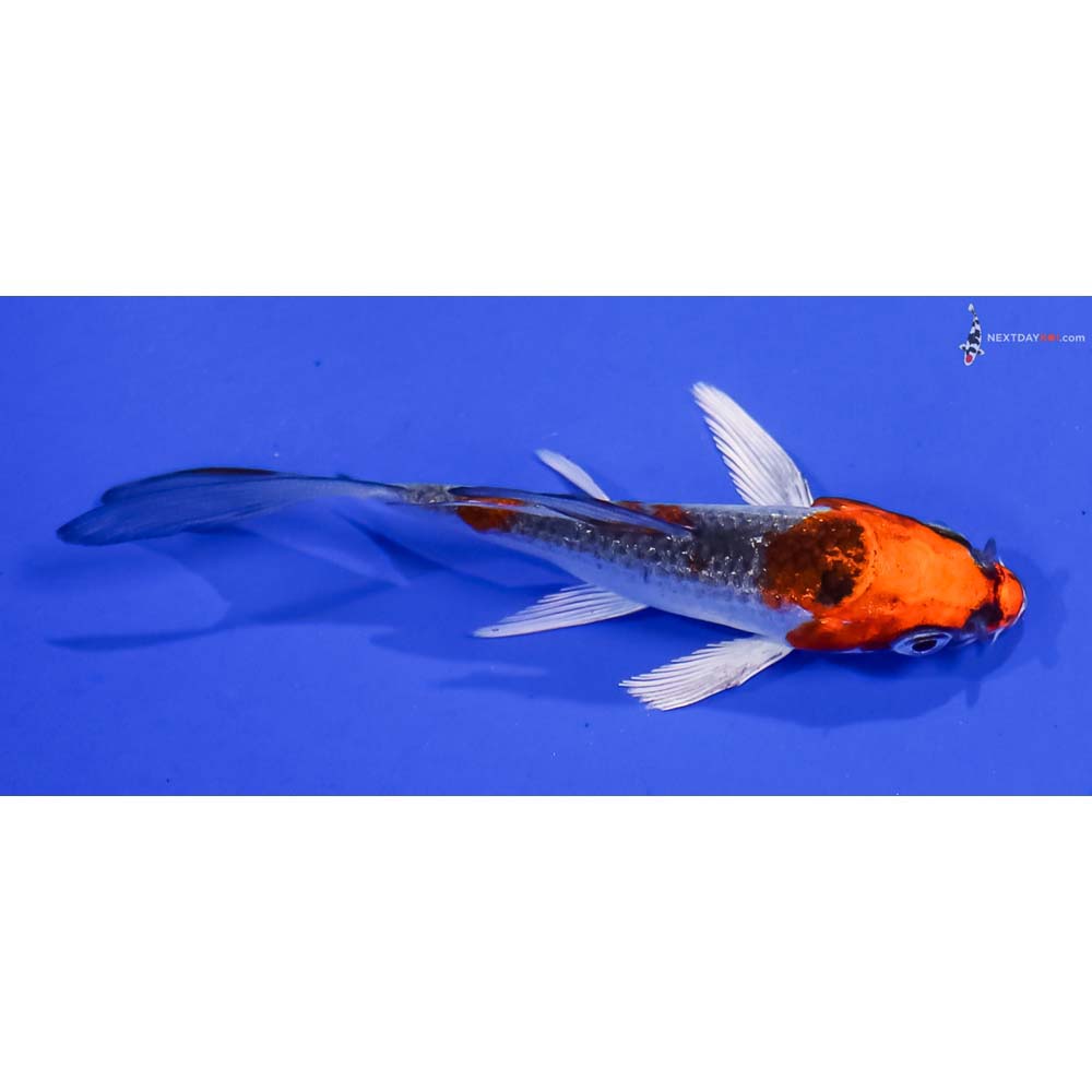 3.5” Imported Kujaku Butterfly Koi