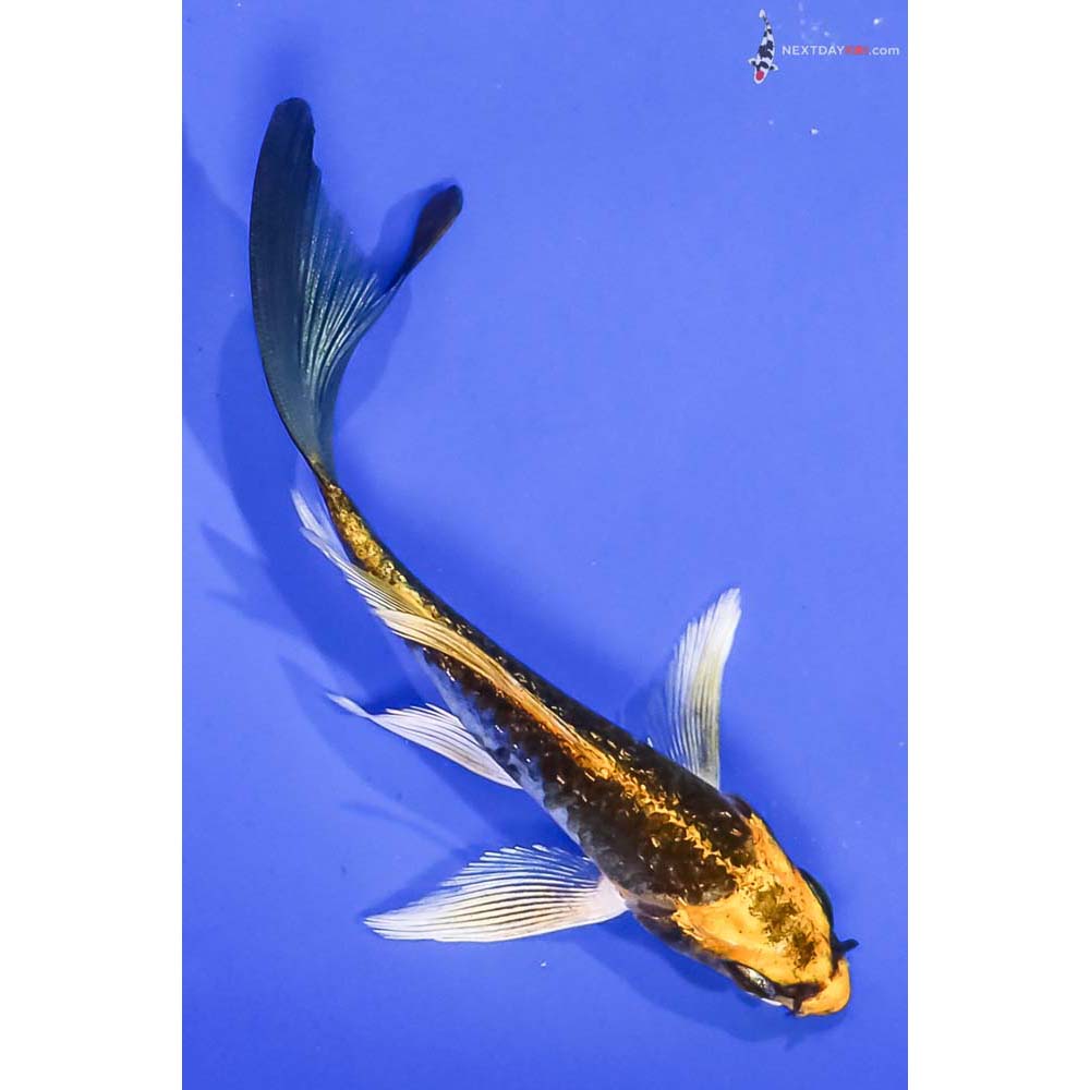 4.5” Imported Gin Rin Kujaku Butterfly Koi