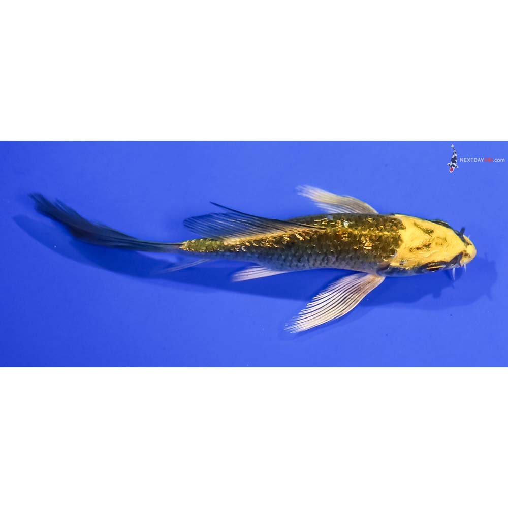 4.5” Imported Gin Rin Ki Matsuba Butterfly Koi