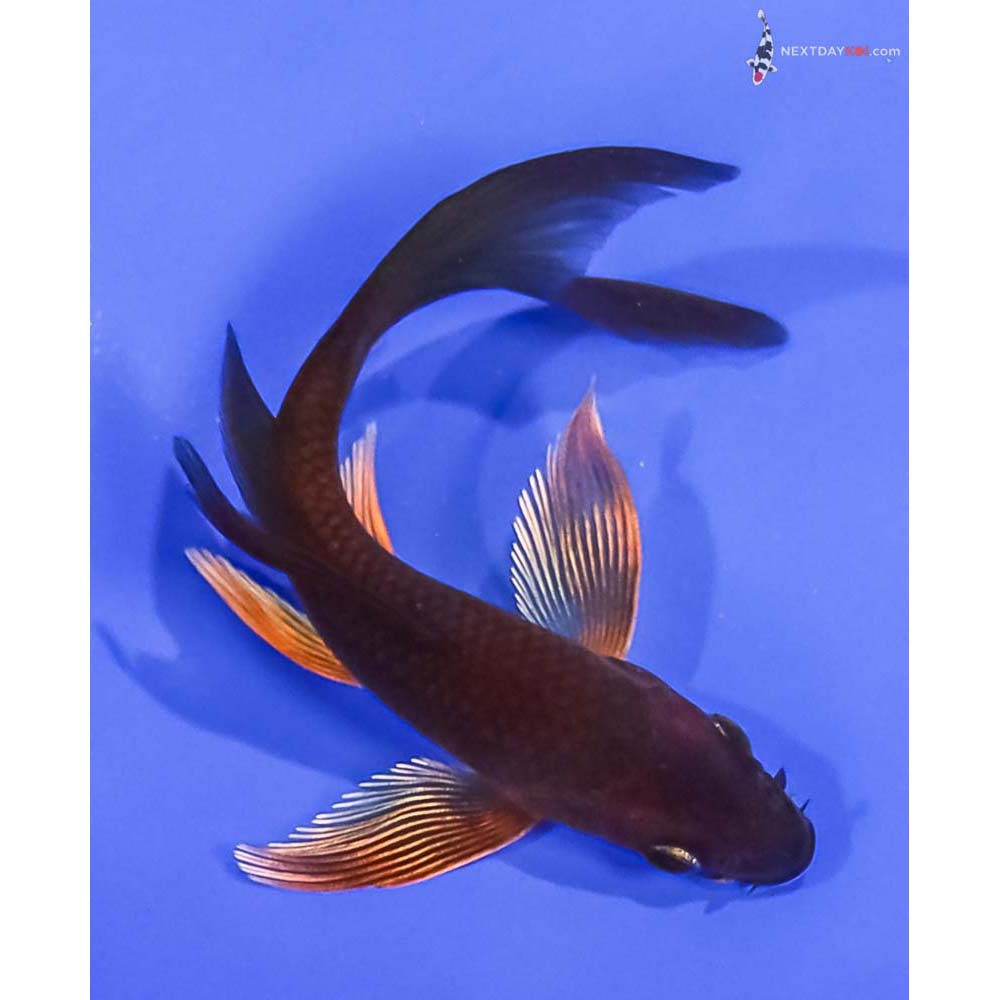 4.5” Imported Chagoi Butterfly Koi