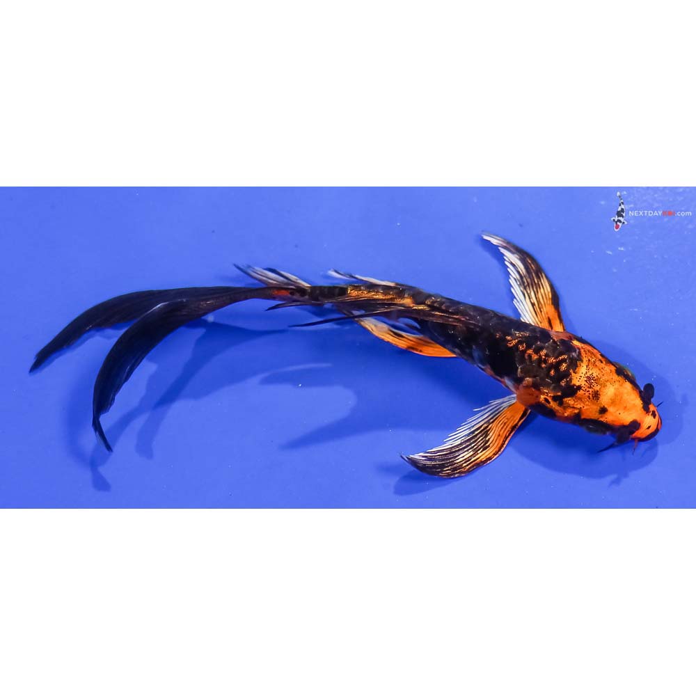 5” Imported Kin Kikokuryu Butterfly Koi