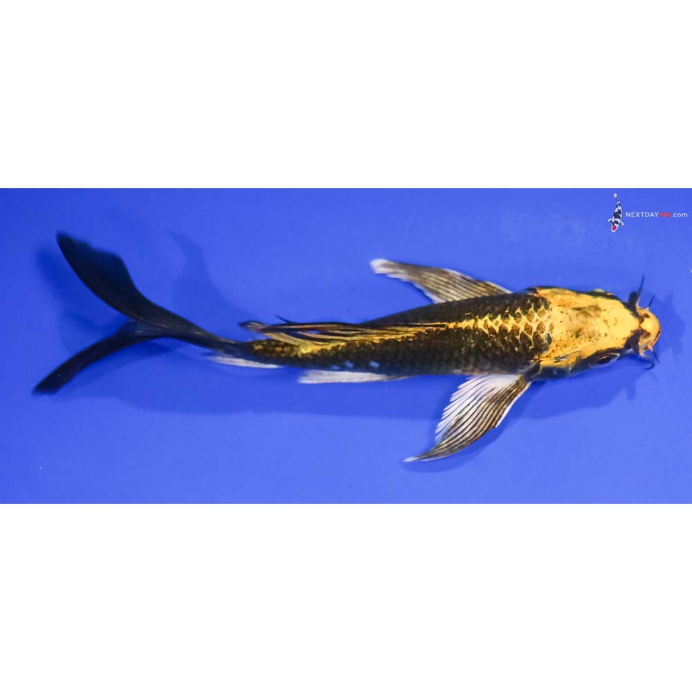 5” Imported Ki Matsuba Butterfly Koi