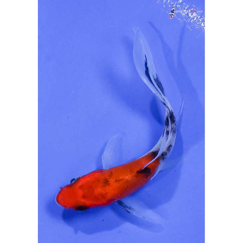 3” Imported Sanke Butterfly Koi