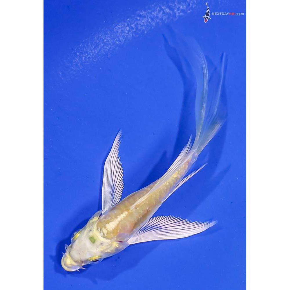 3.5” Imported Doitsu Lemon Hariwake Butterfly Koi