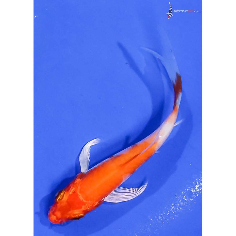 3.5” Imported Hariwake Butterfly Koi