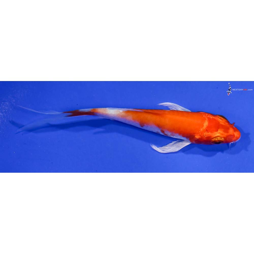 3.5” Imported Hariwake Butterfly Koi
