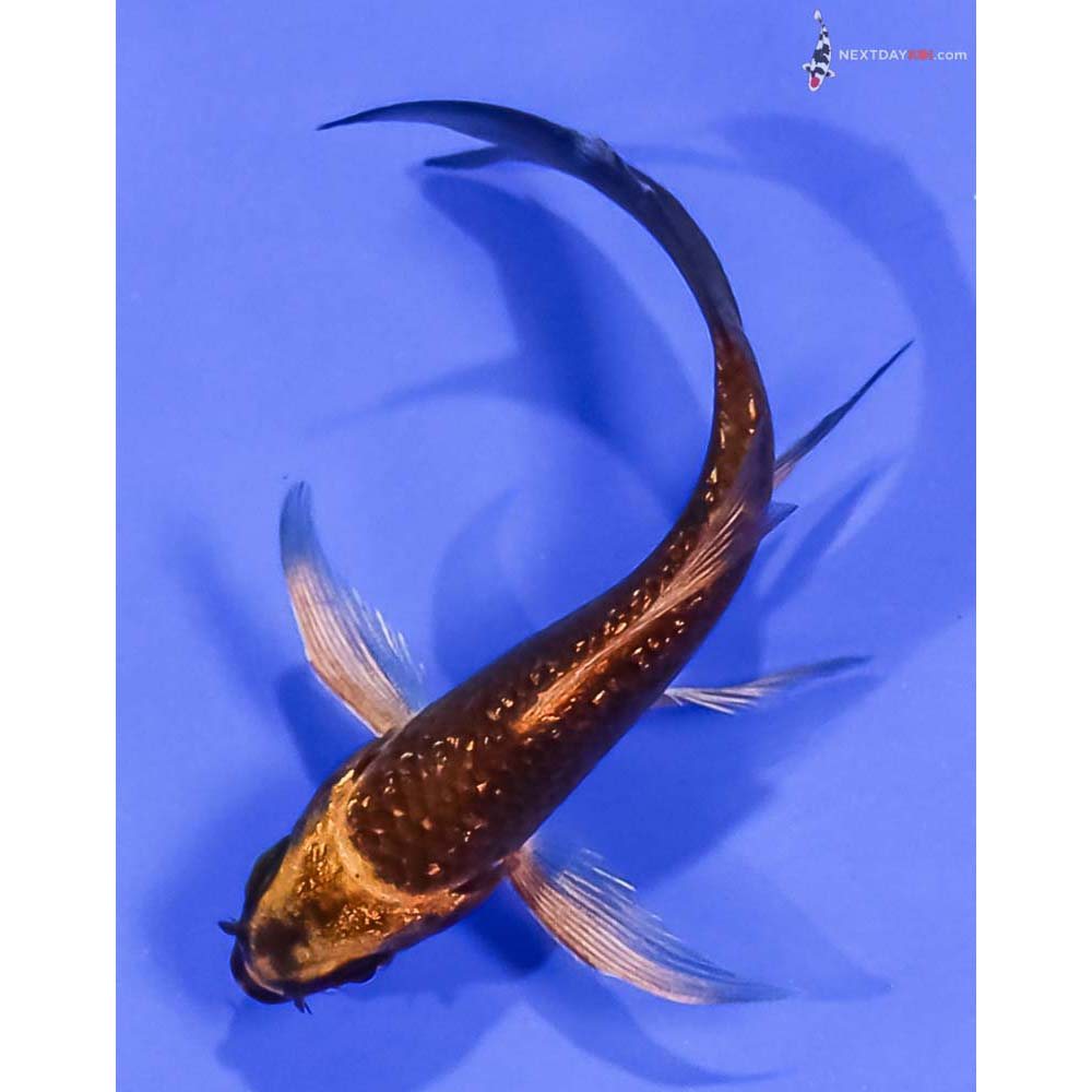 3.5” Imported Gin Rin Ki Matsuba Butterfly Koi
