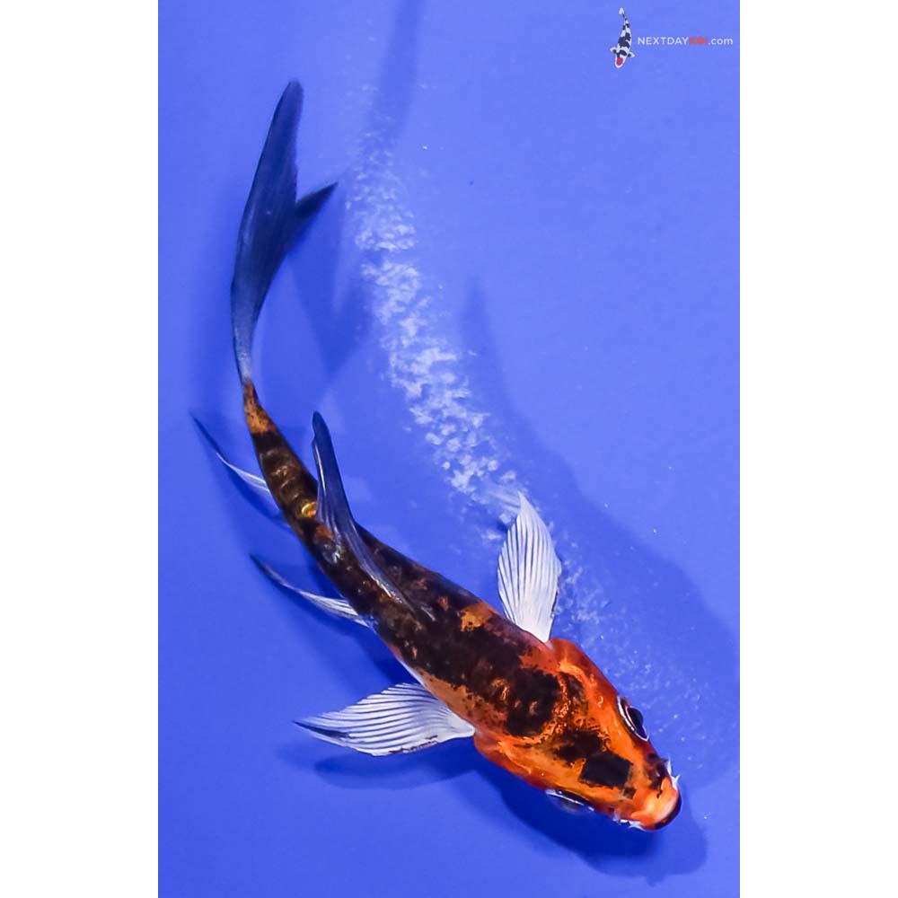 3” Imported Heisei Nishiki Butterfly Koi