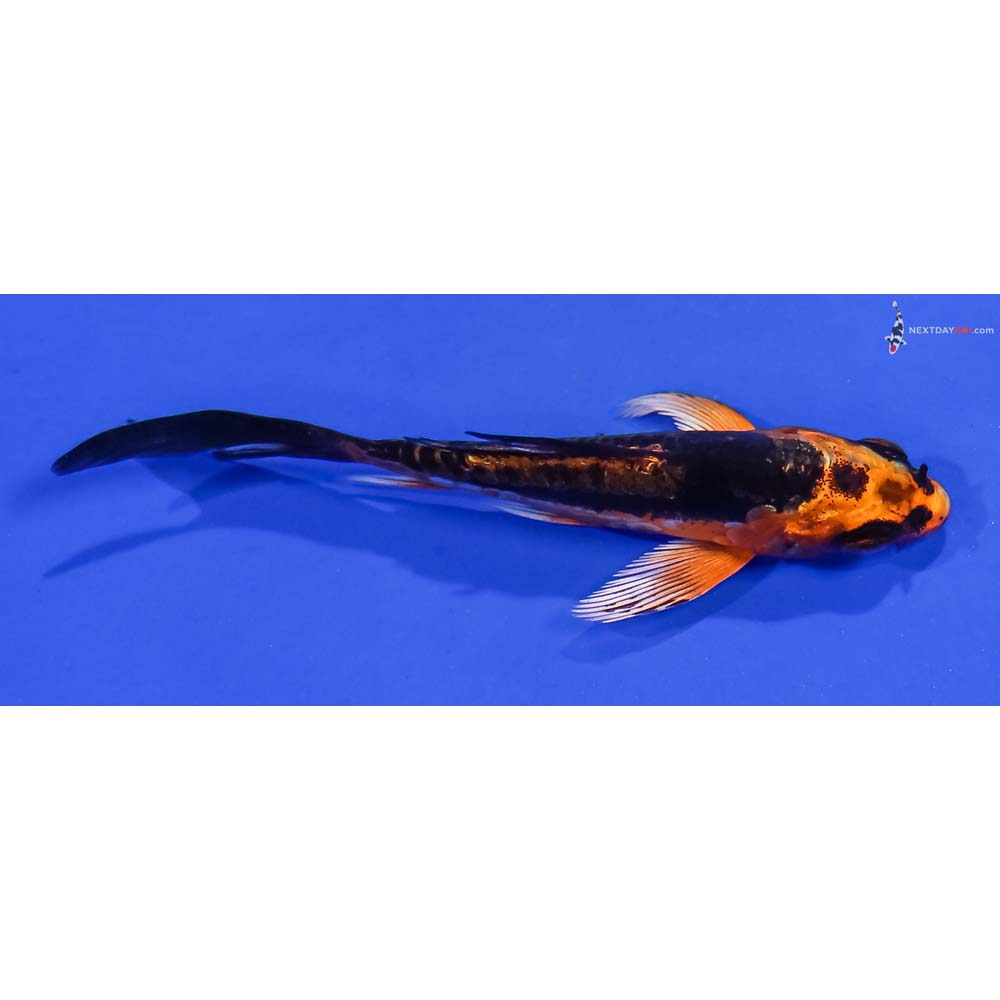 3.5” Imported Kin Kikokuryu Butterfly Koi