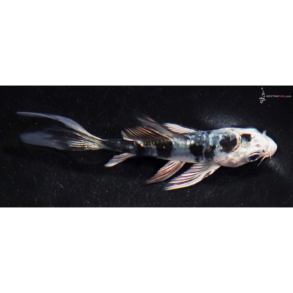 3.5” Imported Doitsu Blue Gin Shiro Bekko Butterfly Koi