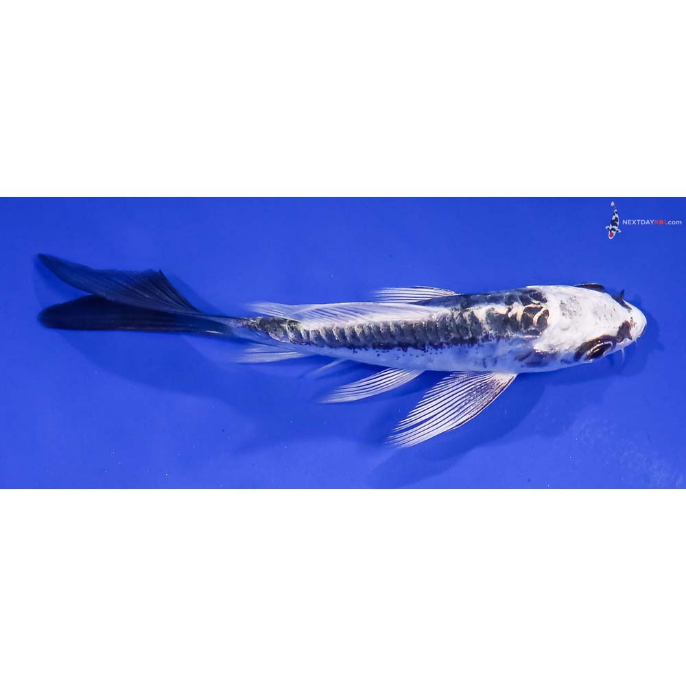 4” Imported Kikokuryu Butterfly Koi