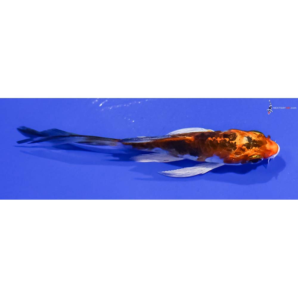 3” Imported Heisei Nishiki Butterfly Koi