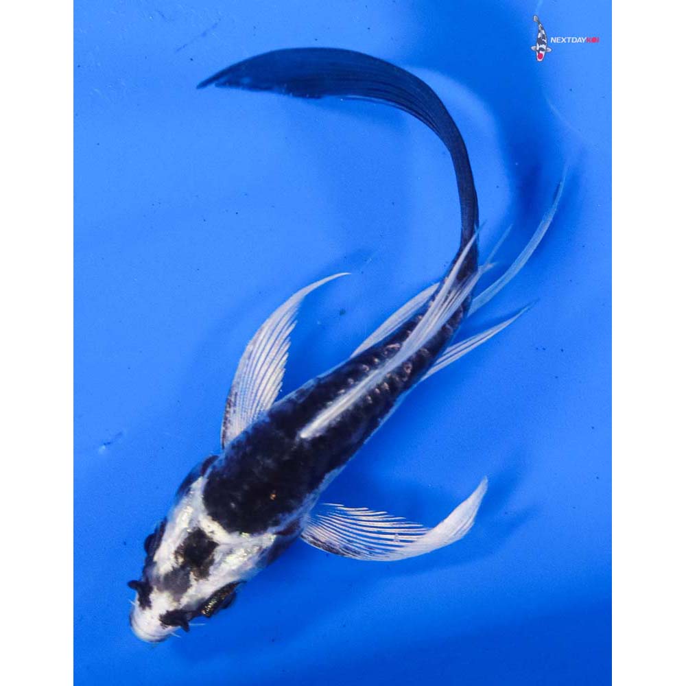 3.5” Imported Kikokuryu Butterfly Koi