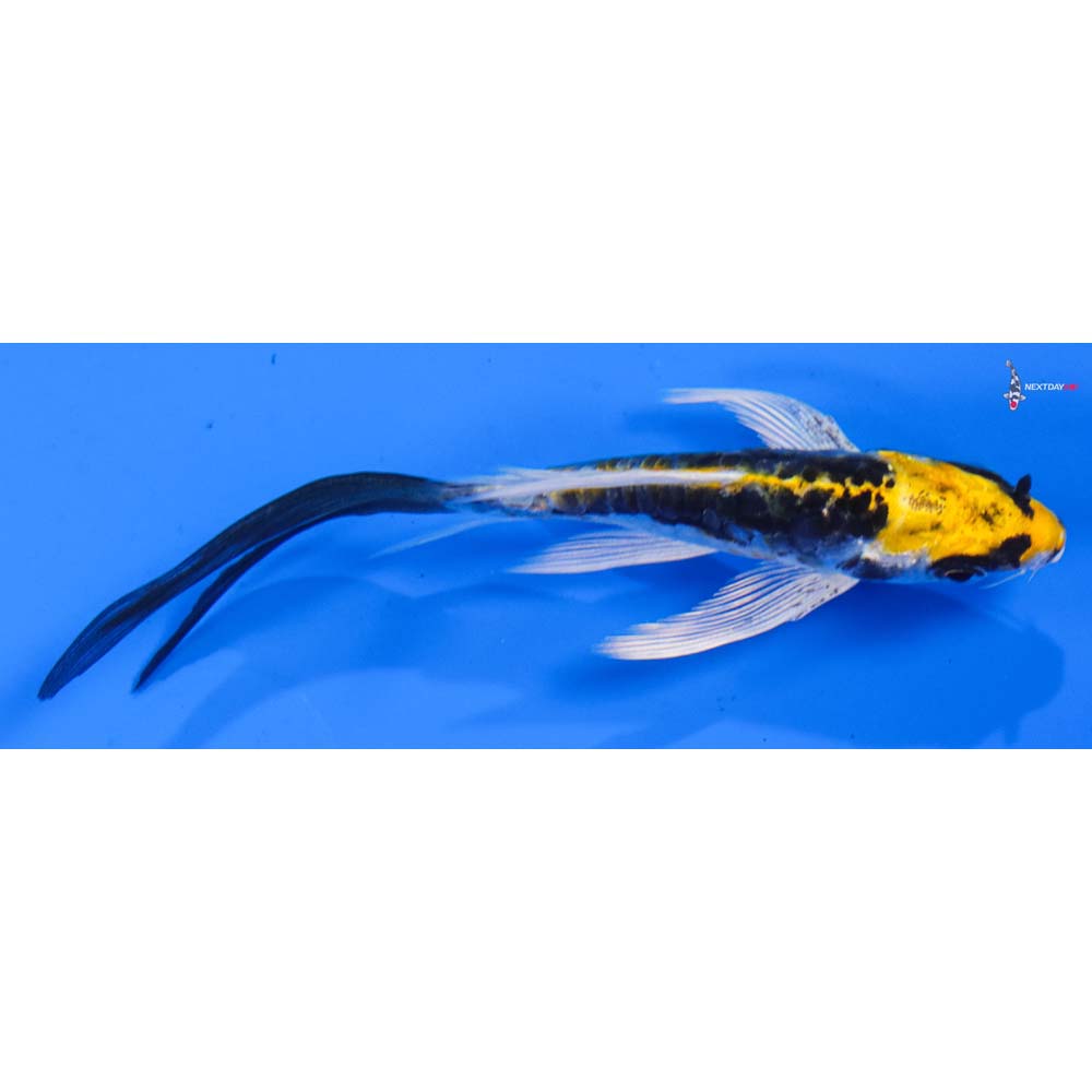 3.5” Imported Kin Kikokuryu Butterfly Koi